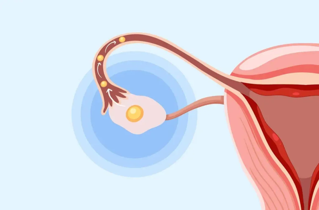Understanding Ovulation and How to Calculate Your Fertile Window